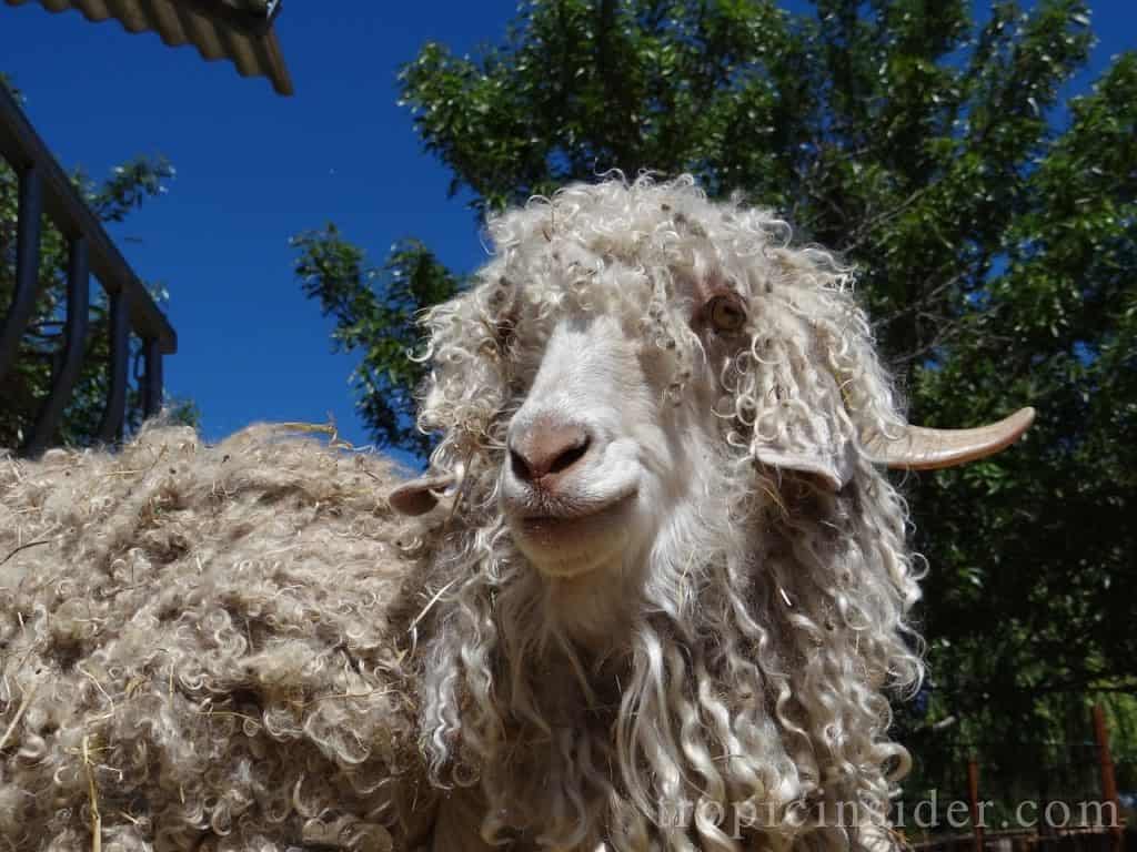Angora-goat